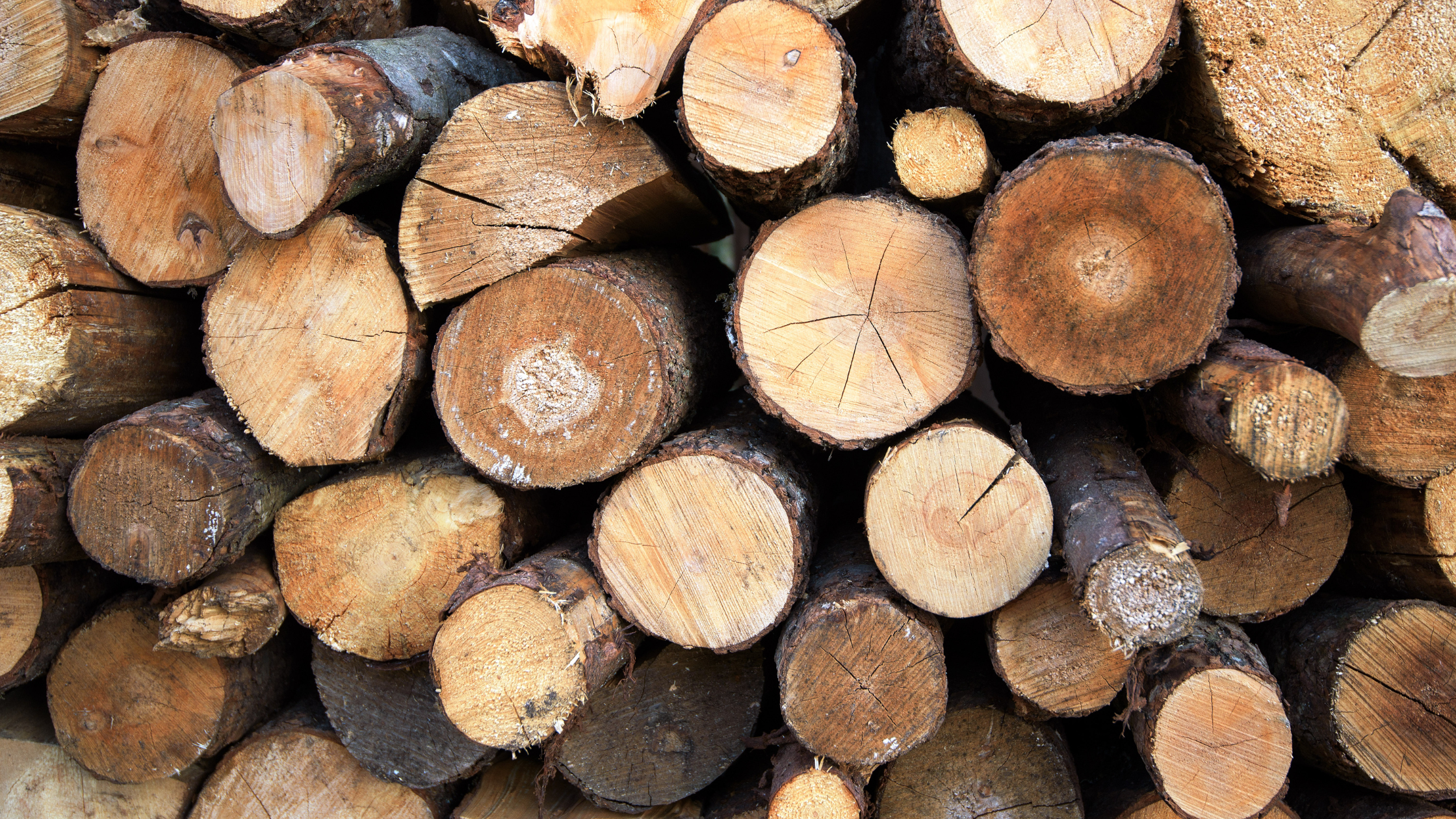 Mengenal Kayu Bengkirai dan 4 Kelebihannya, harga kayu bengkirai, jual kayu bengkirai