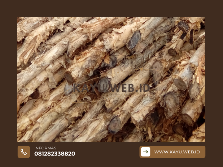 Jual Dolken Gelam