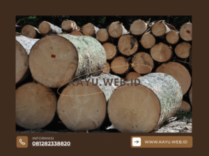 Ketahanan Kayu Bengkirai terhadap Serangan Rayap