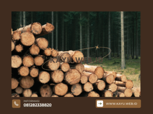 Perbedaan Kayu Bengkirai dan Kayu Meranti dari Segi Kualitas