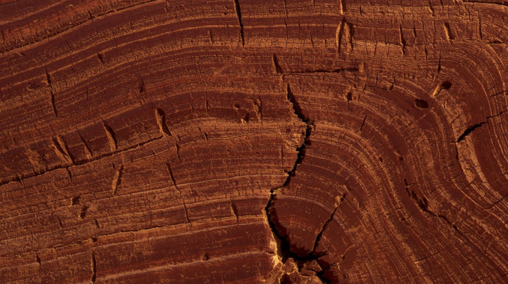 7 Alasan Logis Mengapa Kayu Meranti adalah Pilihan Terbaik