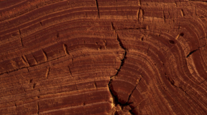 7 Alasan Logis Mengapa Kayu Meranti adalah Pilihan Terbaik